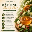 MẬT ONG HOA CÀ PHÊ BEHONEY BEAR [ COFFEE FLOWERS HONEY ] 600ML